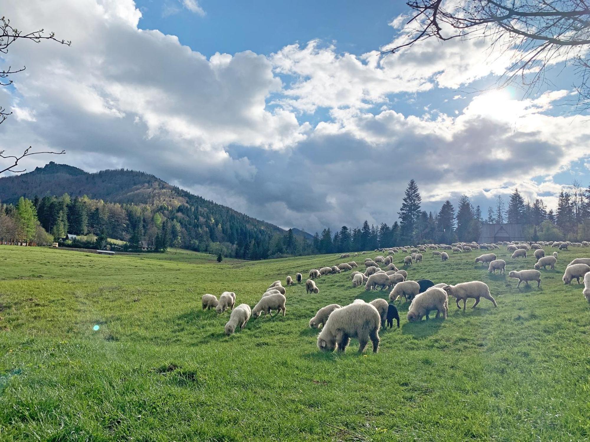 Tamok Lifestyle Villa, Zakopane